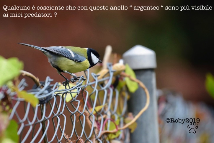 ring-_dsc2545_0013579_0013579-copia