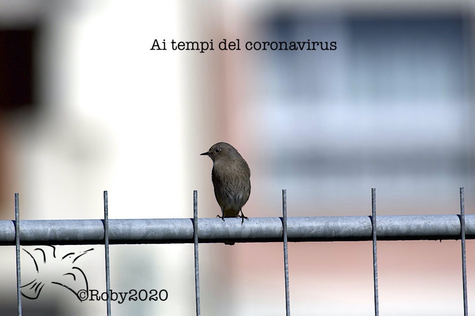 Coronavirus tra realtà e umorismo
