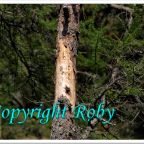 Lago Sfille 1O  (18)