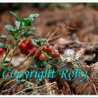 Lago Sfille 1O  (22)