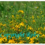 Lago Sfille 1O  (23)