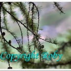 Lago Sfille 1O  (30)