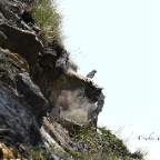 Codi Spazza Lai Blau