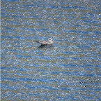 Naret Herring gull 1