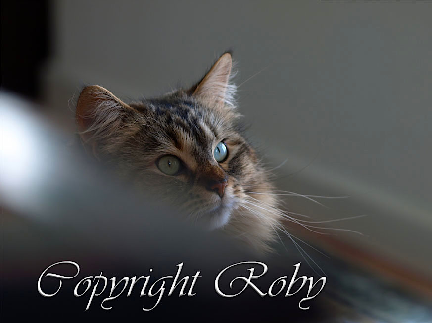 I Giorni Della Vergogna 2011