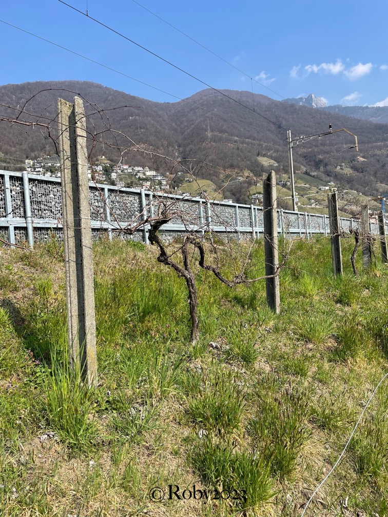 IMG_8788