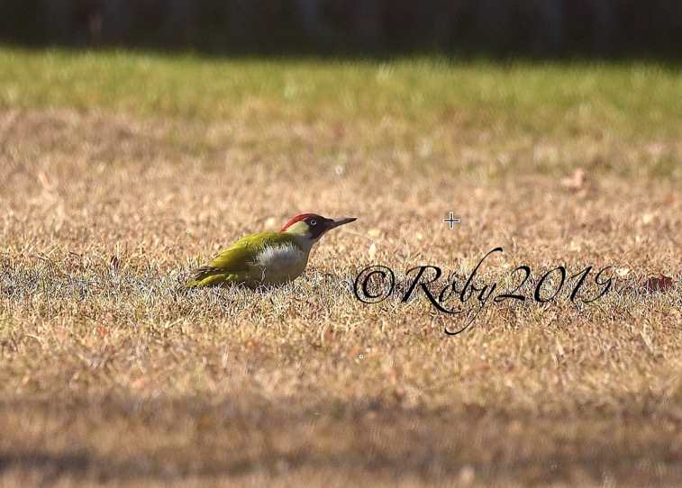 birdwatchers-irrispettosi-1-19
